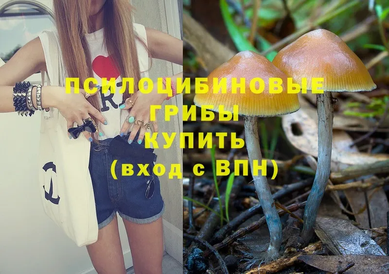 Галлюциногенные грибы Cubensis  где продают наркотики  Вятские Поляны 